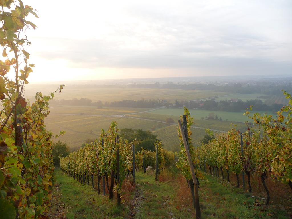 ScherwillerVignobles Frey-Sohlerアパートメント エクステリア 写真