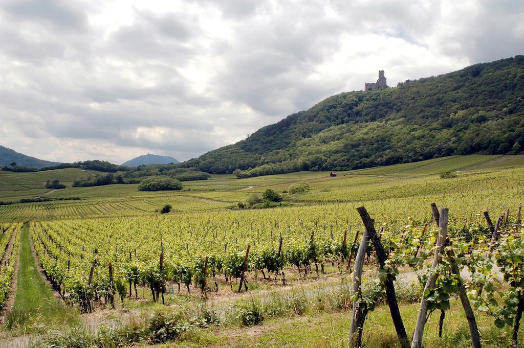 ScherwillerVignobles Frey-Sohlerアパートメント エクステリア 写真